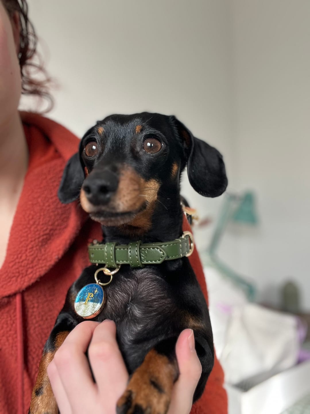 Customer photo review of Olive Dog Collar