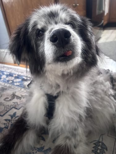 Close-up of a reviewer's senior dog looking comfortable, as described in their review of the Plush Backseat Dog Bed.