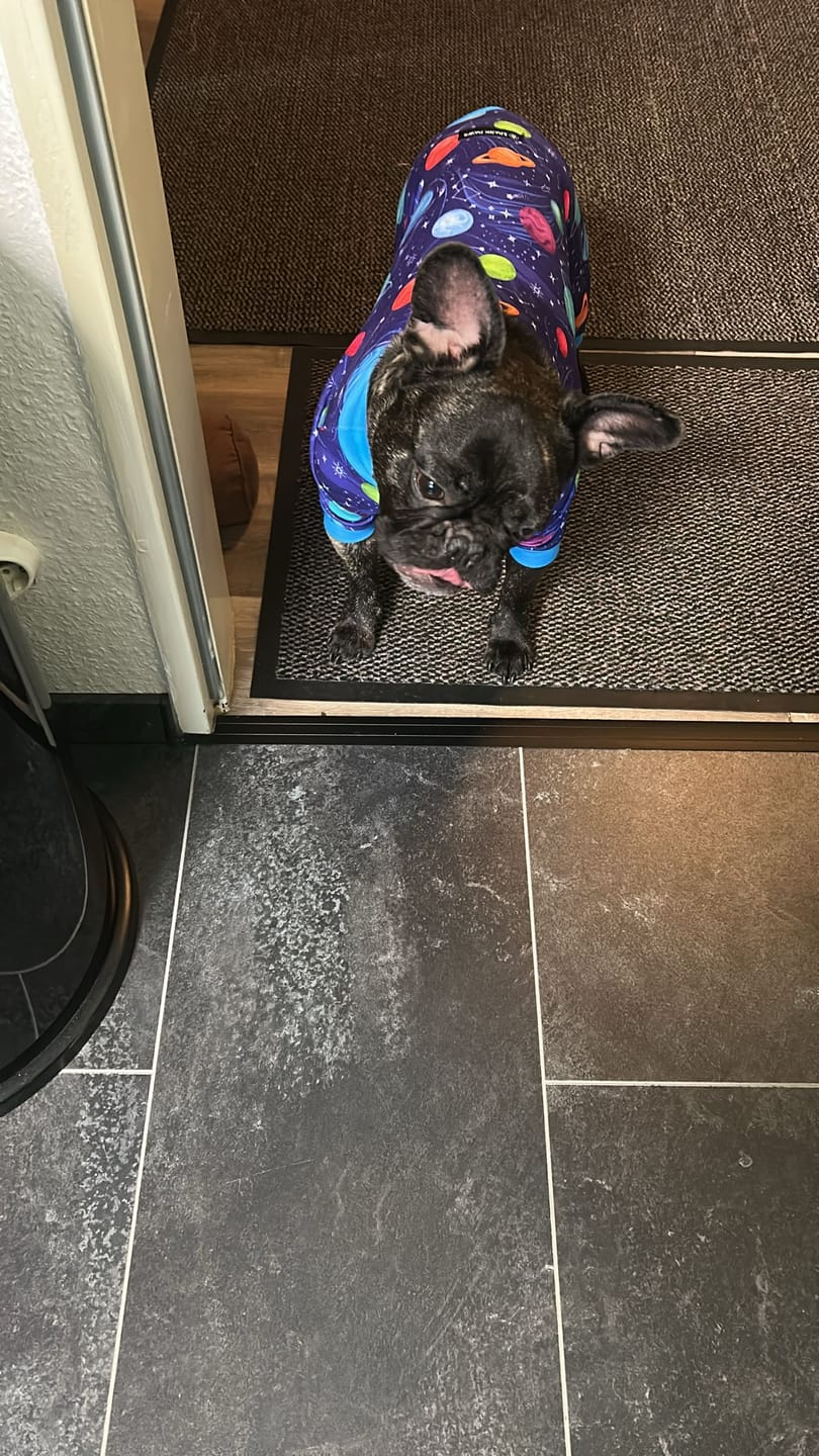 Customer photo review of Dog Pajama - Dragons