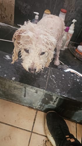 Customer photo review of Shampoo FURminator para Perros de Pieles Sensibles 473 ml