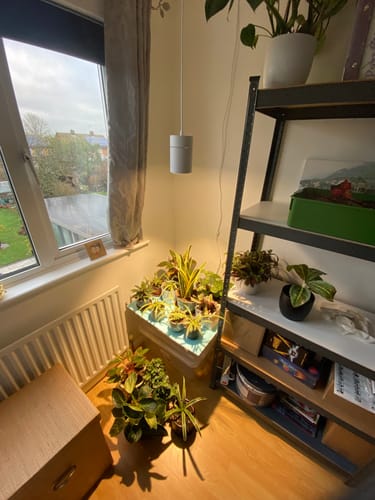 Customer photo review of Claria Grow Light Pendant