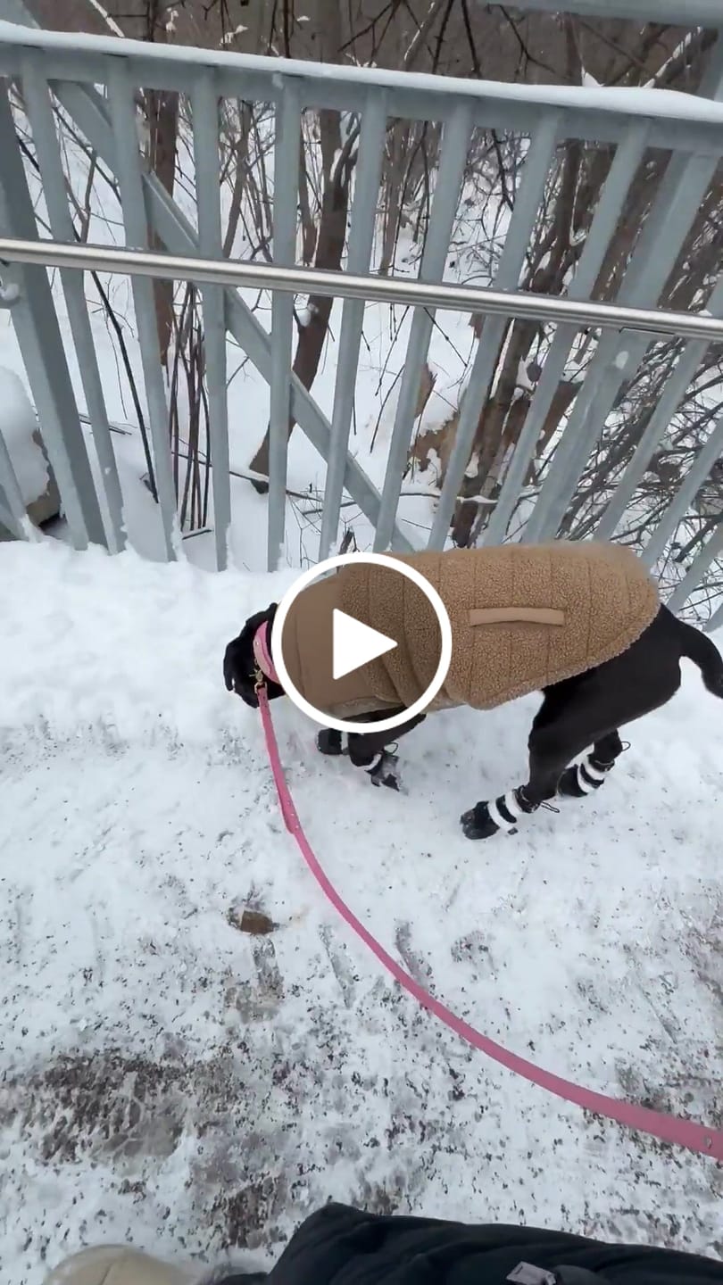 Customer video review of Flex Shell Waterproof Dog Boots