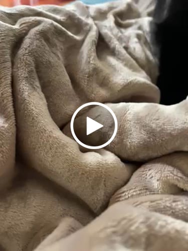 Avaliação com vídeo de um cliente sobre Advocate pipetas - gatos de 4 a 8kg (conjuntos de 3 pipetas)