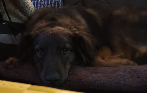 Kundenfoto: ein dunkler, langhaariger Hund liegt auf einem Kissen und blickt in die Kamera.
