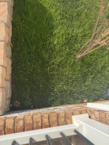 Customer photo review of Sun-Shade Turf Seed Mix