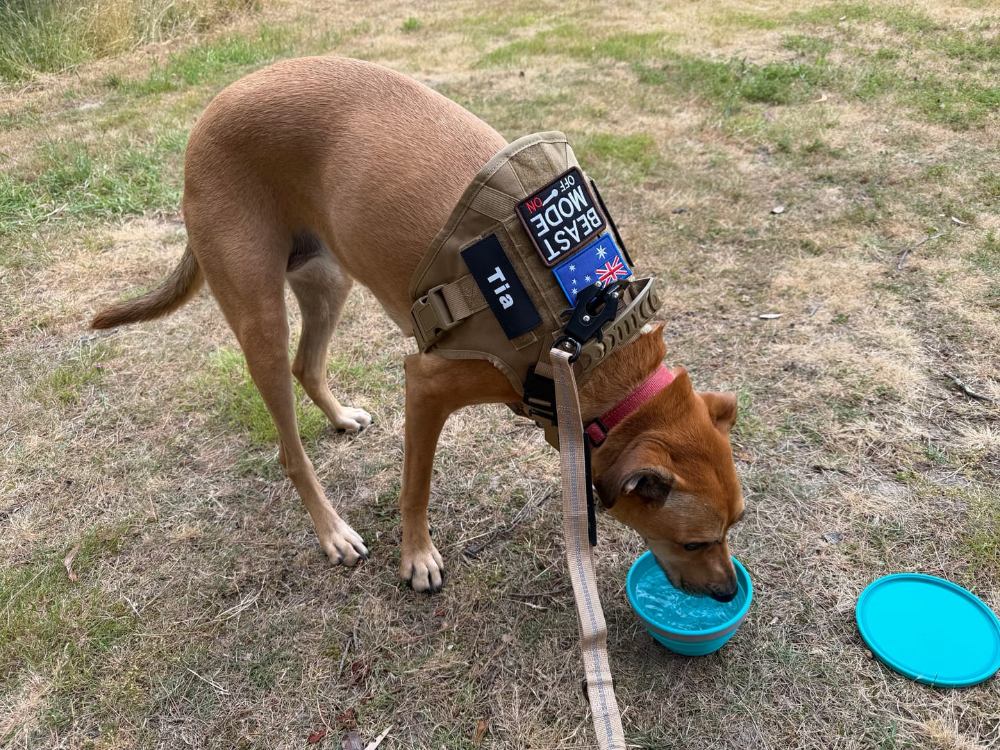 Customer photo review of Tactical No Pull Dog Harness