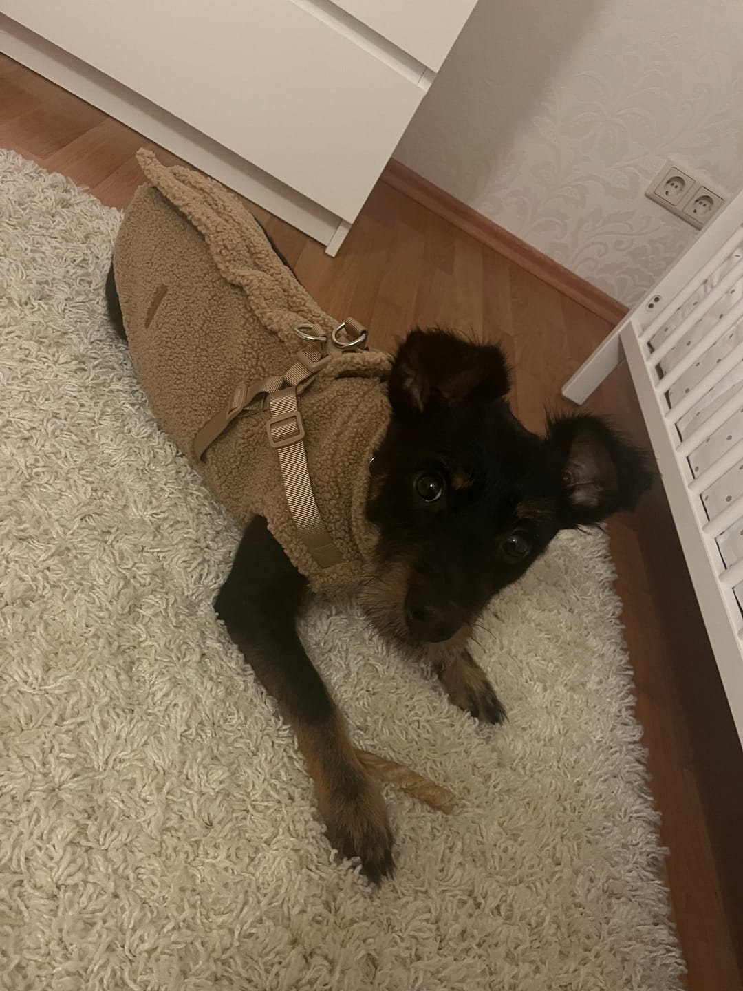 Customer photo review of Teddyfleece-Hundemantel – Warm & Kuschelig mit Integriertem Geschirr