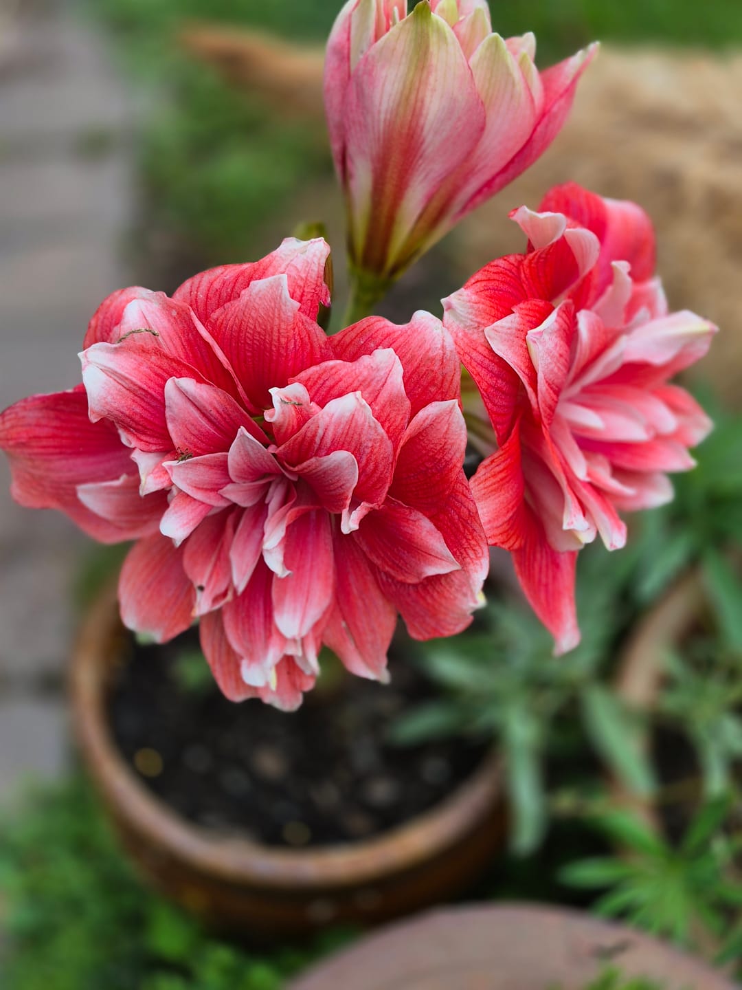 Customer photo review of Hippeastrums | Amaryllis | Hippeastrum x hybridum