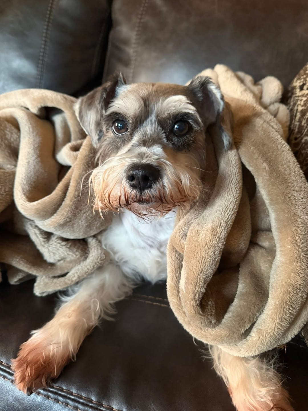 Customer photo review of Pet CBD Oil 300mg - Available in Multiple Flavors
