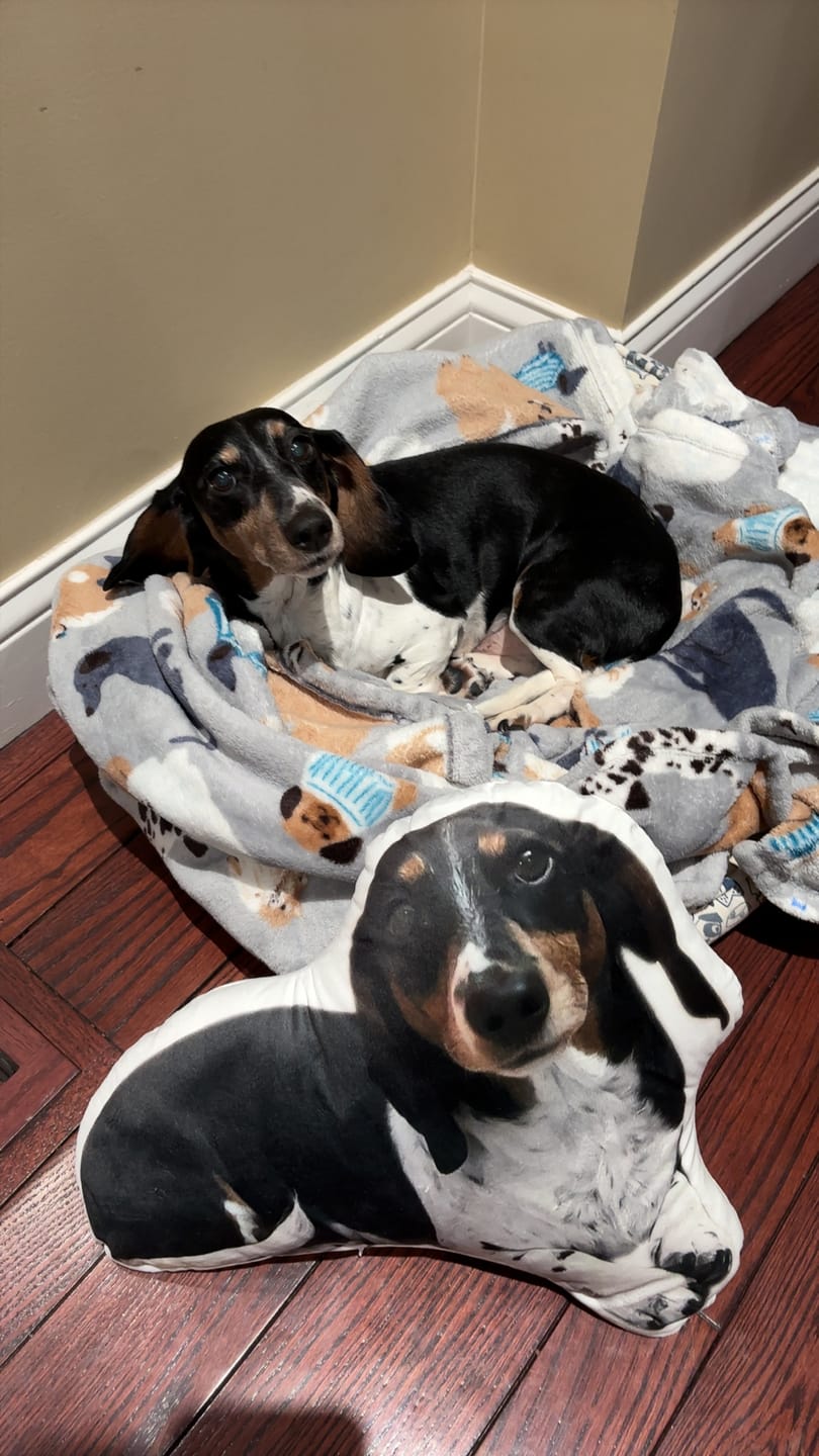 Customer photo review of Pet Pillow Looks Like Your Pet, Customize Dog Shaped Pillow with Pet Photo - ThePetPillow
