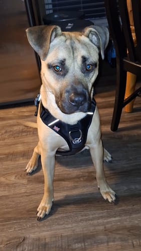 A customer's light-brown dog sits attentively, wearing the black Anti Pull Hurricane Harness.