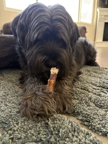 Customer's dark Standard Schnauzer, Roxy, holding a 6 Inch Standard Bully Stick between her paws on a rug.