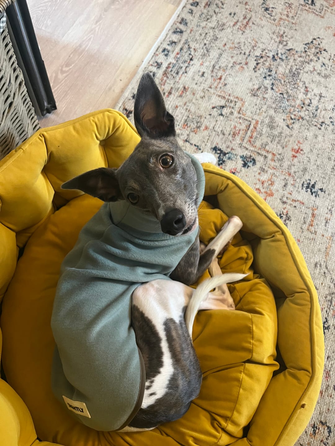 Customer photo review of Whippet Fleece