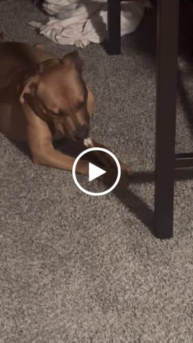 Customer video review of 1LB Christmas Chew Pack Stocking