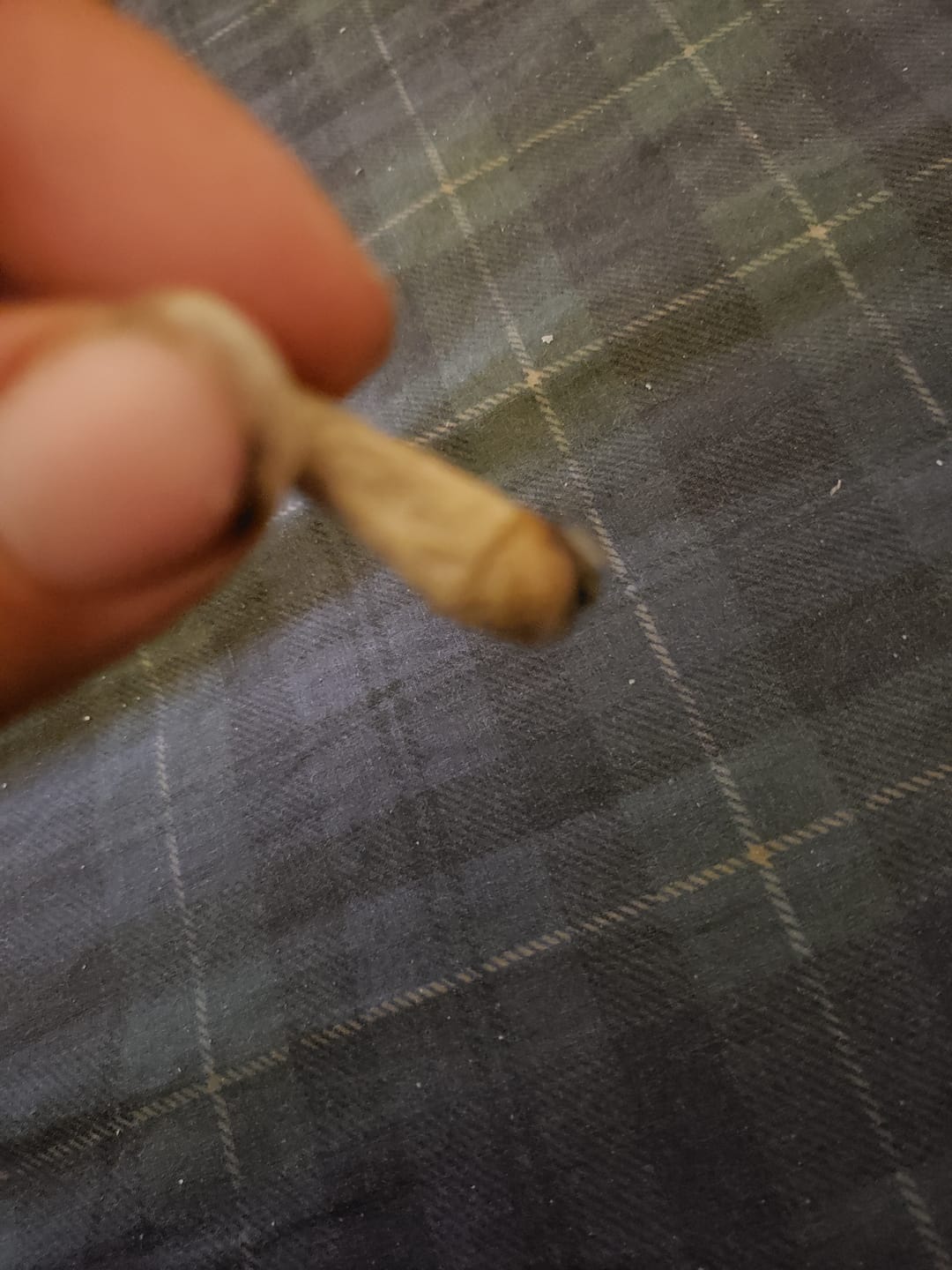 Customer photo review of Indoor Smalls