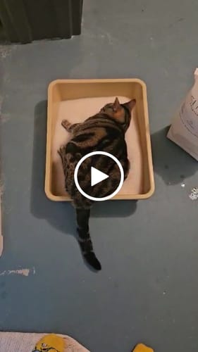 Customer video review of 1 month supply - 6 Cats