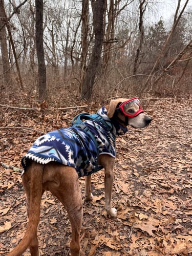 Customer photo review of Doggy Goggies