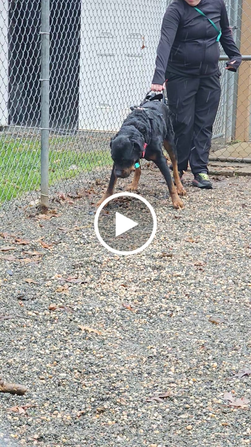 Customer video review of Royal Canin Gastrointestinal Low Fat + Hydrolyzed Protein Dry Dog Food