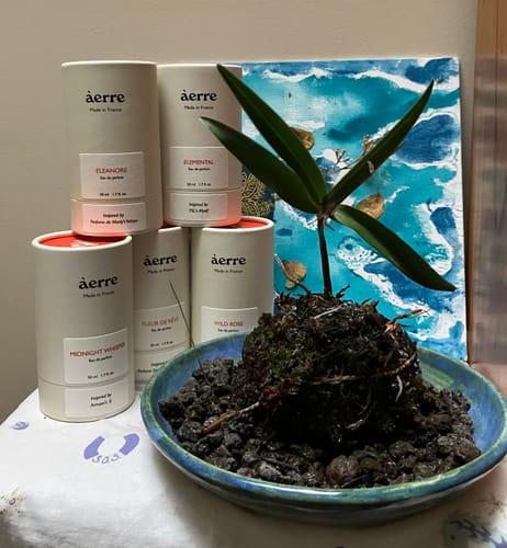 Customer's growing collection of Áerre perfumes, with the Eleanore fragrance packaging displayed among several others.