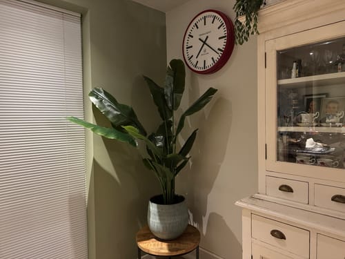 Customer photo review of Strelitzia Kunstplant 165cm