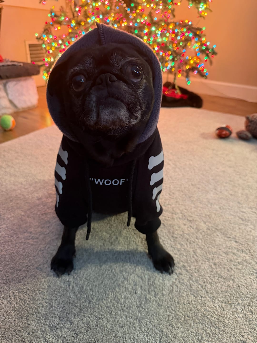 Customer photo review of "WOOF" Dog Hoodie - Black & Reflective