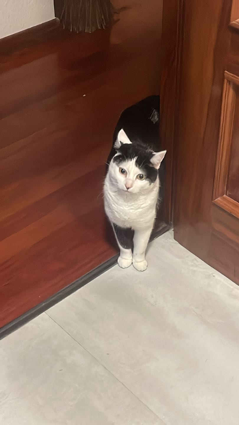Customer photo review of Grain Free Cat Sterilized