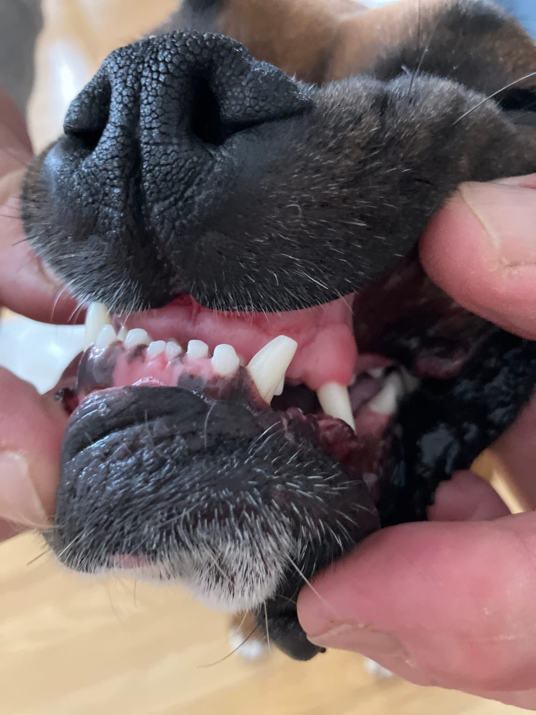 Customer photo review of Pet Dental Spray by Furaqua || Veterinarian Recommended 🏆