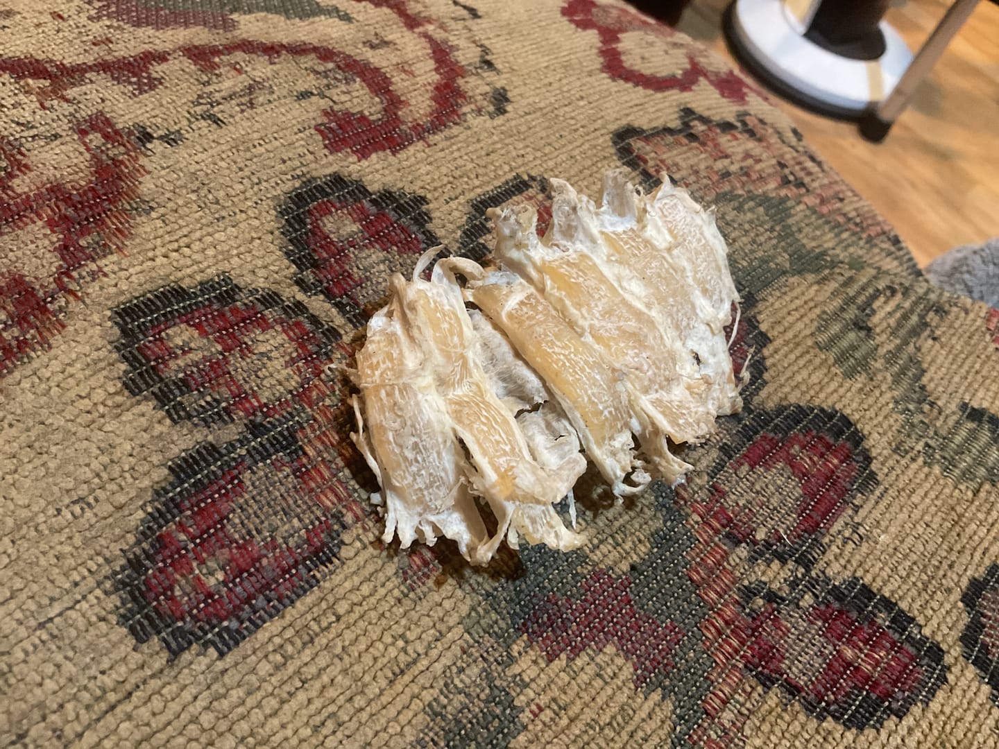 Customer photo review of 6 Inch Beef Trachea