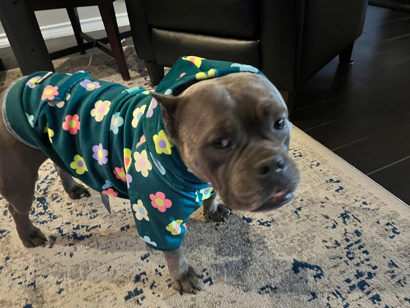 Customer photo review of Daisy Dog Hoodie - Green