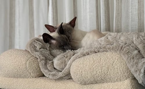 Customer photo review of Fit Litter PLUS - 1 month supply - 2 cat