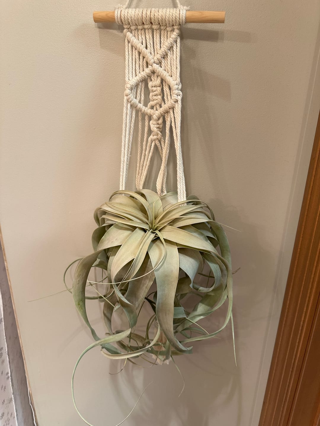Customer photo review of Xerographica Thick Leaf Form  *Cannot Be Shipped Internationally*
