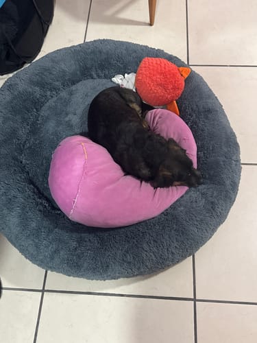 Reseñador muestra a su perro pequeño durmiendo en la espaciosa Cama Antiestrés para Perros gris.