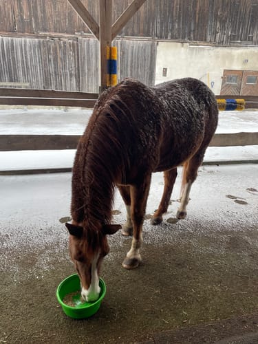 Customer photo review of Strotonin Horse Support