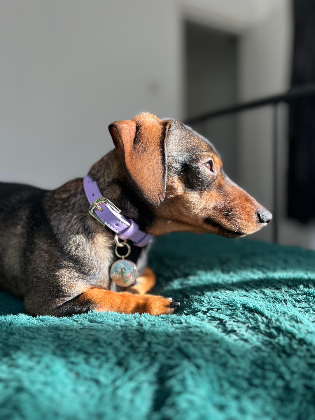 Customer photo review of Lavender Dog Collar