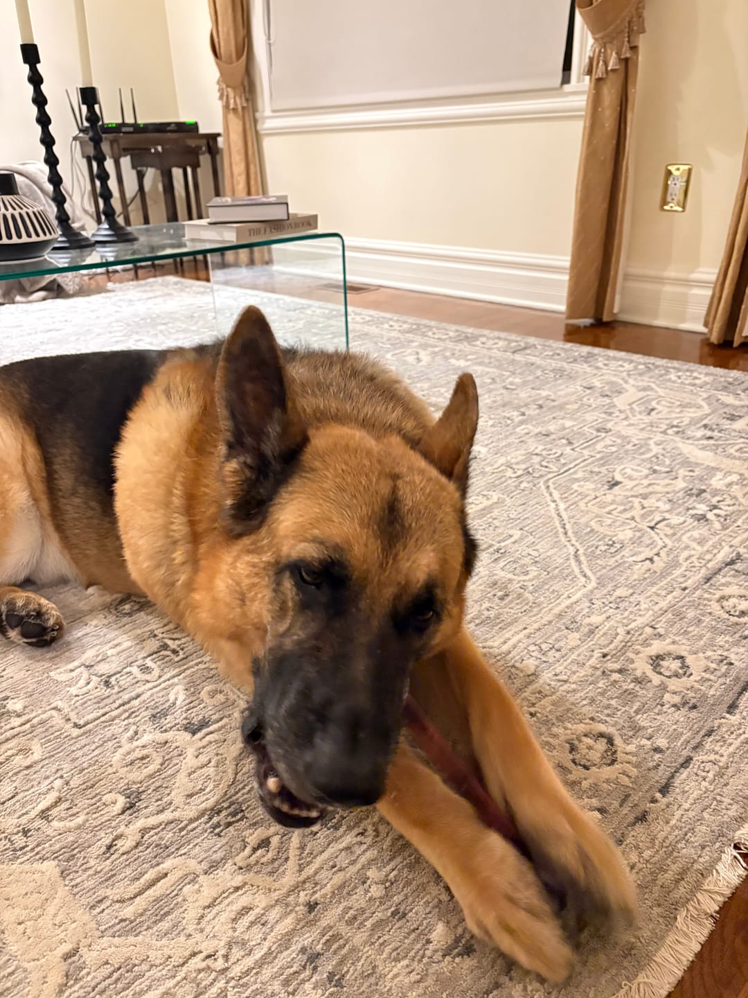 Customer photo review of 12 Inch Standard Bully Stick