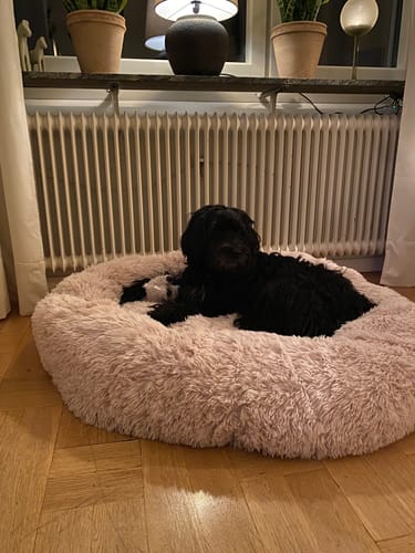 Customer photo review of CalmBed: En skön hundbädd där hunden sover djupare