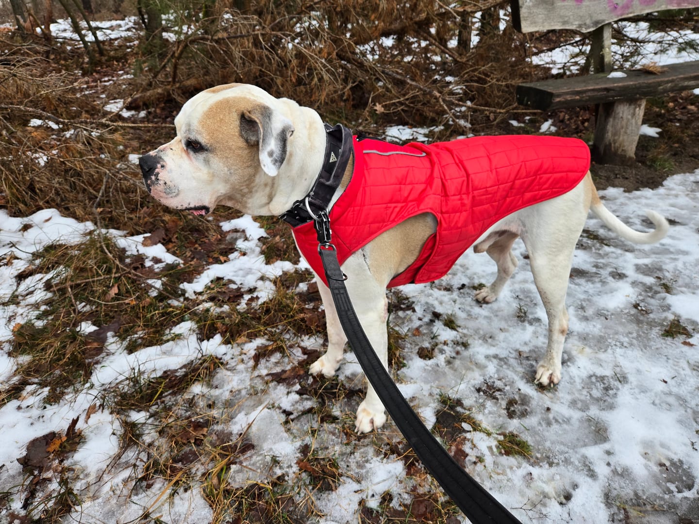 Customer photo review of Emmalove - Wasserdichte Hundeweste