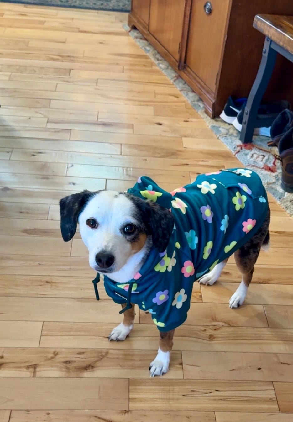 Customer photo review of Daisy Dog Hoodie - Green