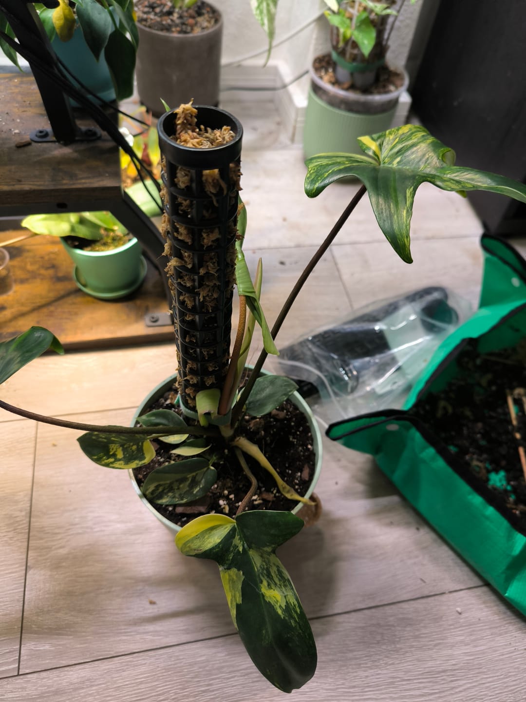 Customer photo review of PHILODENDRON FLORIDA BEAUTY