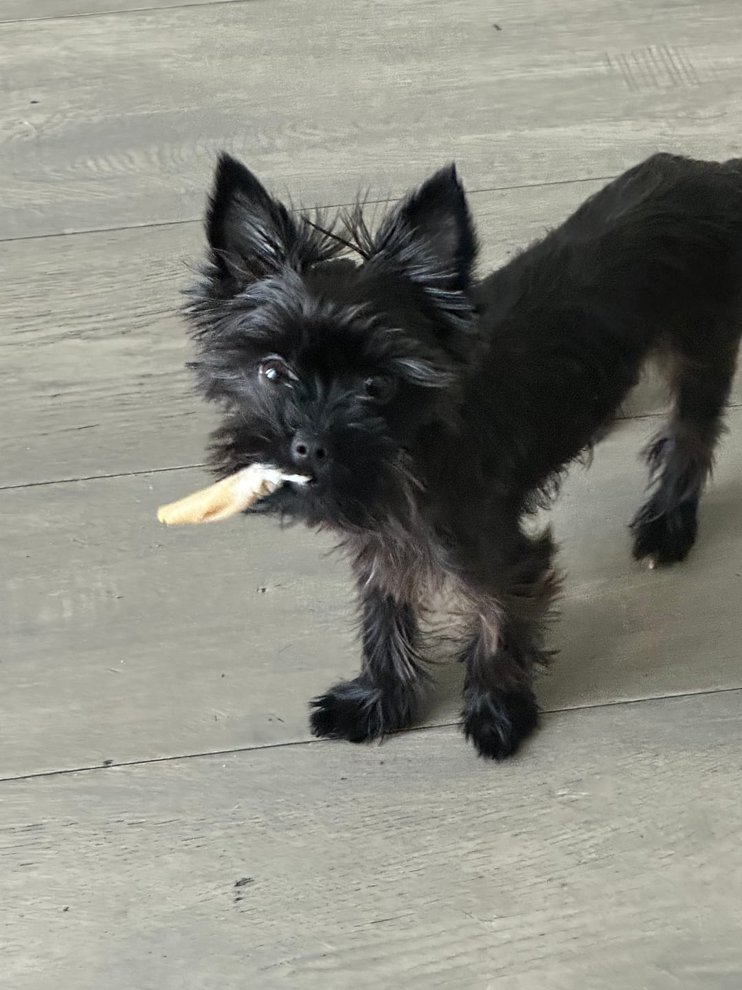 Customer photo review of 6 Inch Thick Bully Stick