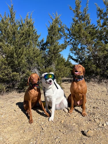 Customer photo review of Doggy Goggies