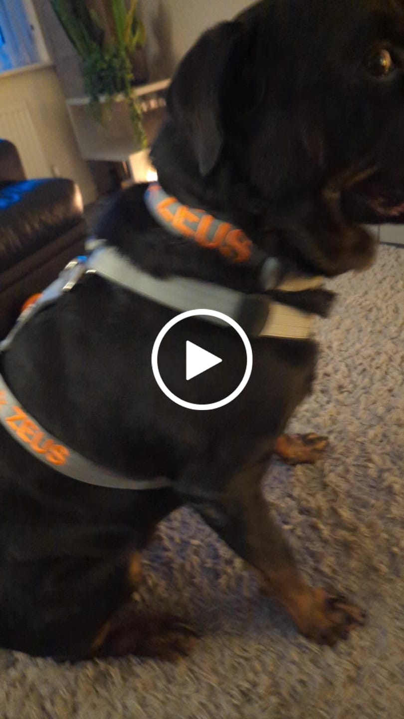 Customer video review of 5cm Combat® Collar | With Handle & Secure Clip - Metal Grey