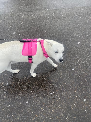 Customer photo review of No Pull Bully Proof Harness