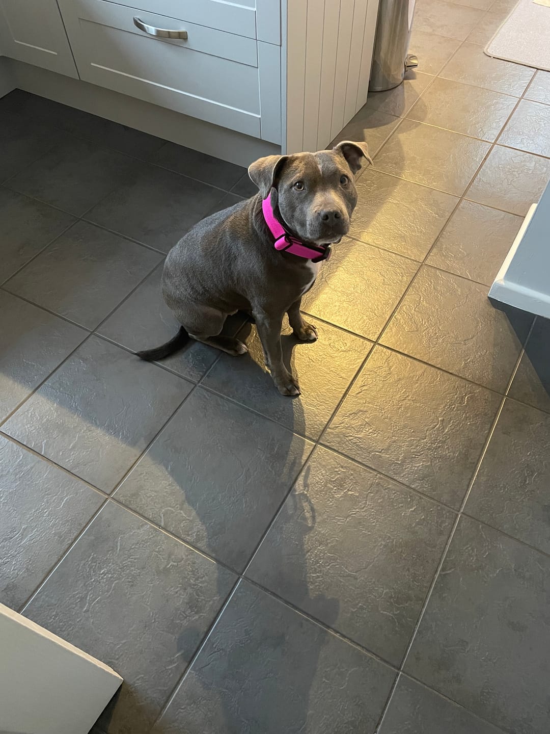 Customer photo review of 4cm Combat® Collar | Rated Clip - NO HANDLE - Magenta