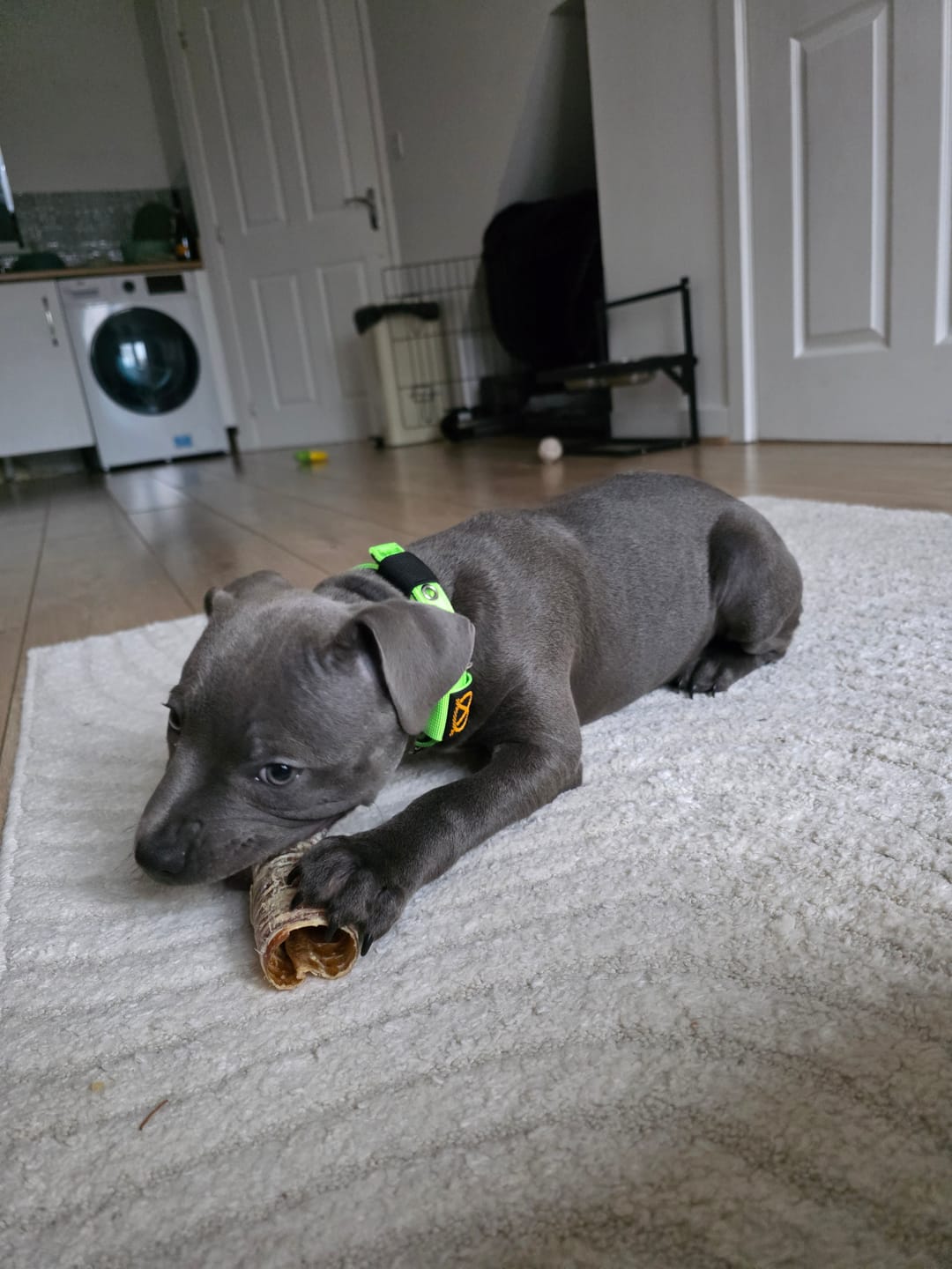 Customer photo review of Staffordshire Bull Terrier 1935® Puppy Collar & Leash Set - Neon Green
