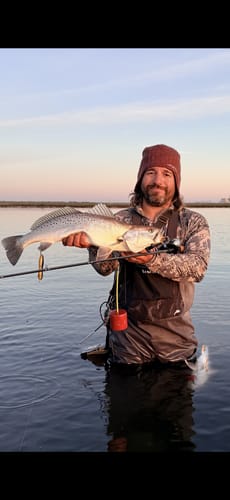 Customer wading in water, holding a large speckled trout and their Waterloo Ultra Mag fishing rod.