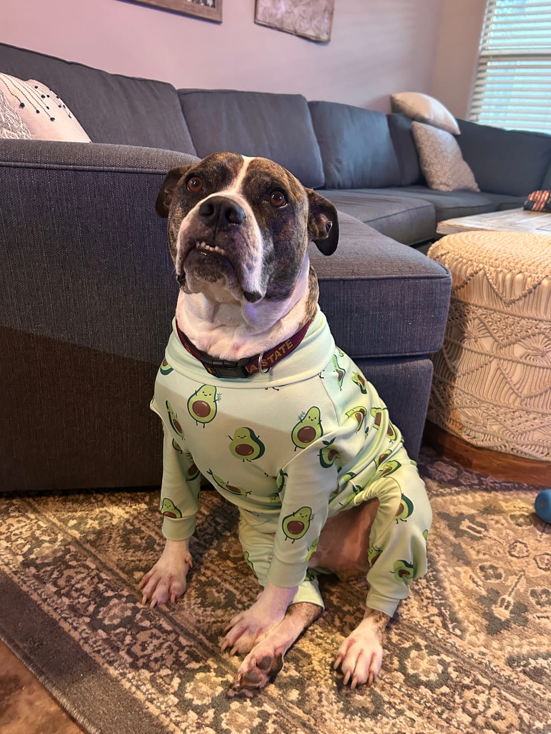 Customer photo review of Dog Pajama - Avocado