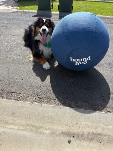 Customer photo review of Herding Ball