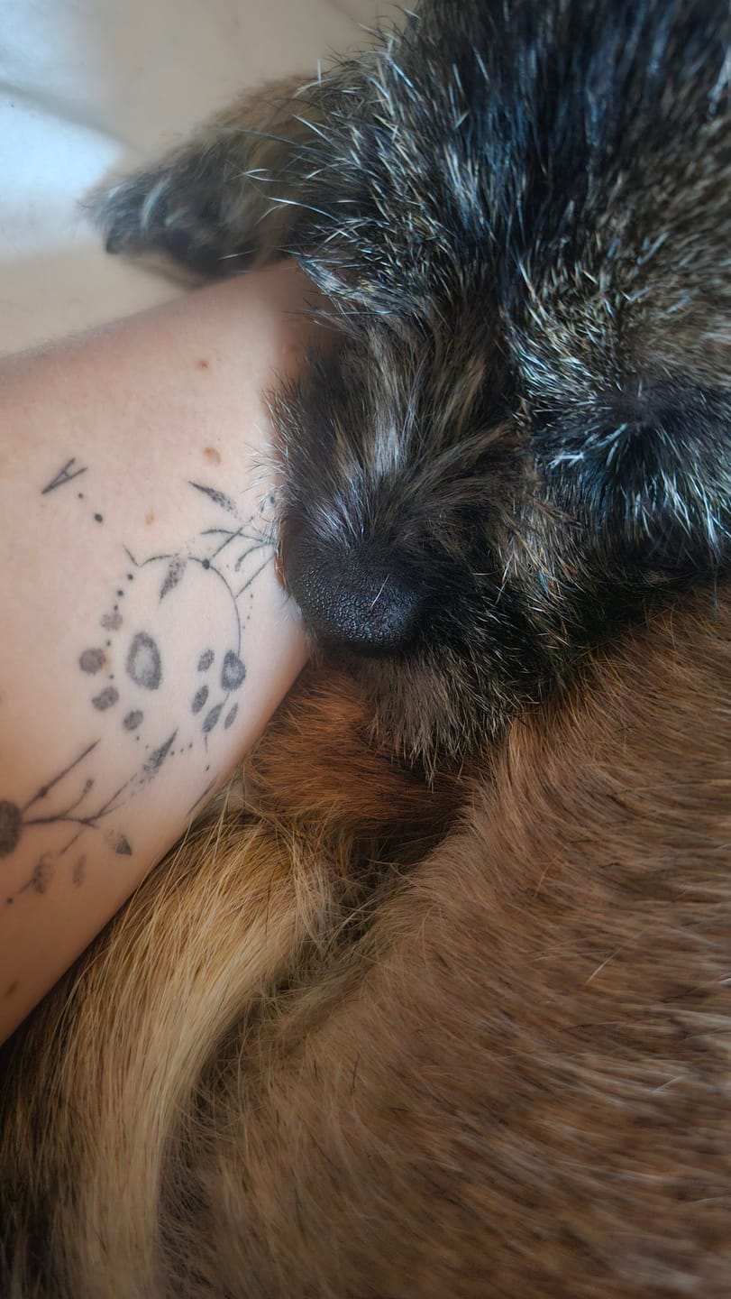 Customer photo review of Dog Paws - 8 Designs
