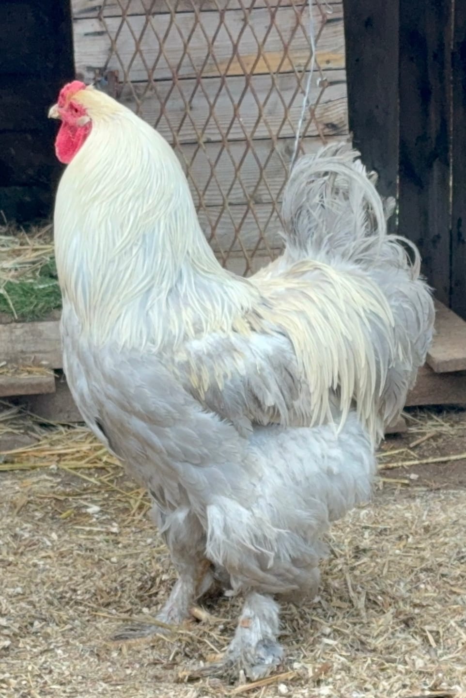 Customer photo review of Avi Layer & Breeder (Fertility, Egg Quality & Skeletal Support for All Birds)